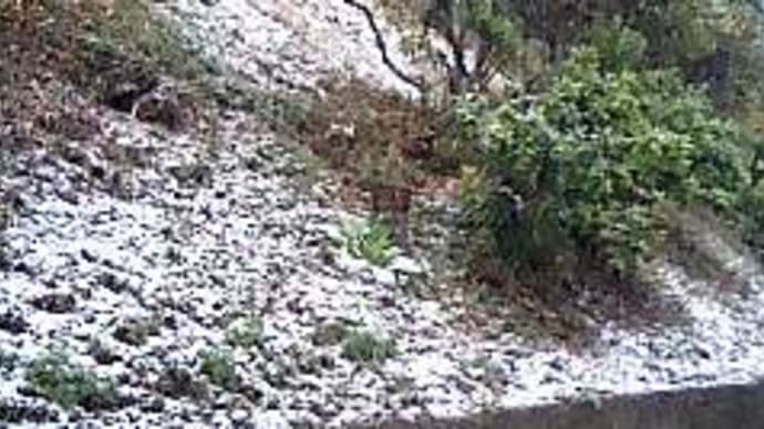 雪やコンコン♪