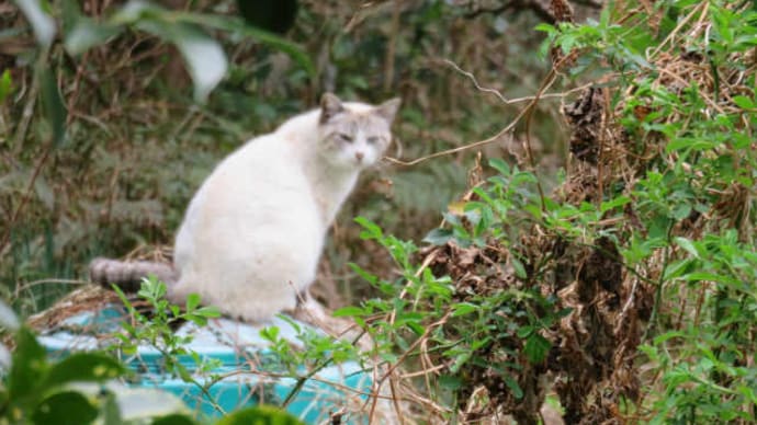 散歩で猫　#72　猫の花見