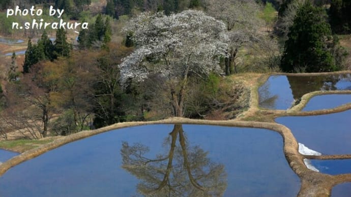 桜映