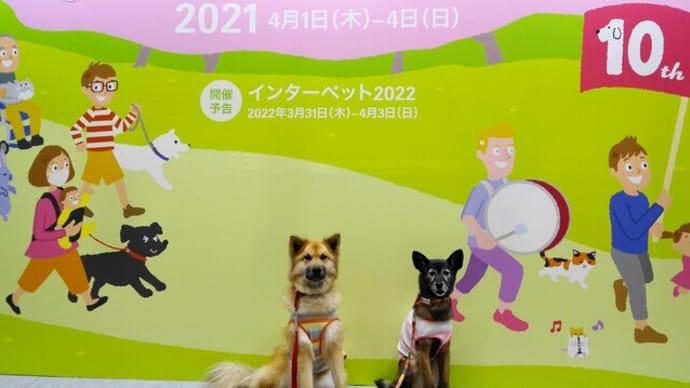 猫の日に インターペット 前売りよ