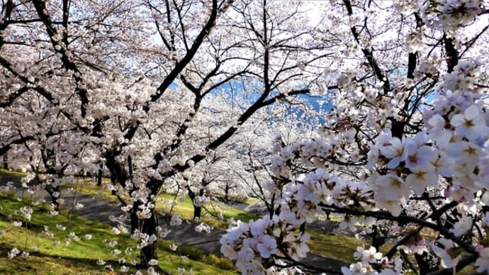 ２０２１・４・２　千曲市の戸倉宿キティパークの桜満開。宮坂峠を越えれば杏の里。