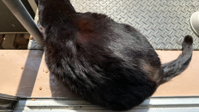 太り過ぎた黒猫二号