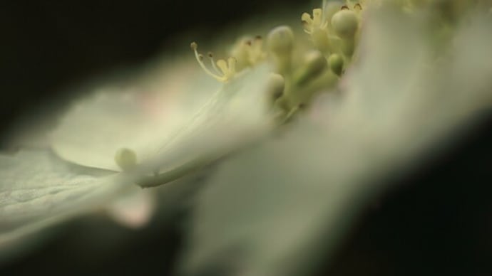 紫陽花