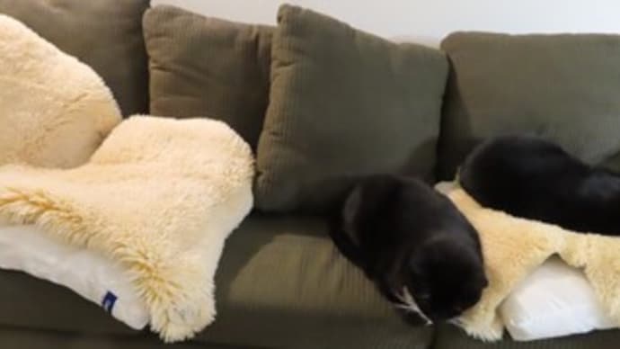 猫実験