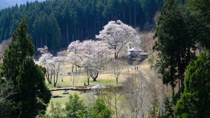 日本三大桜の根尾谷淡墨桜を訪ねました(後)