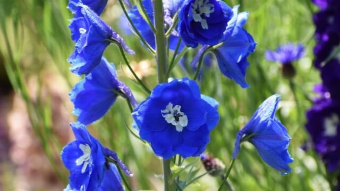 花久の里 花散歩