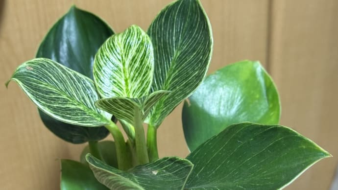 植物は癒し