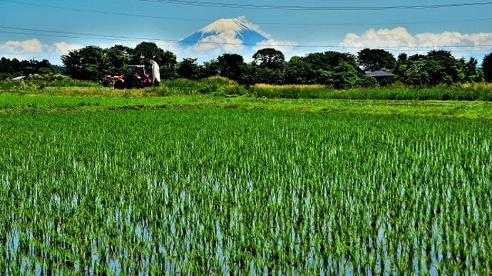 大規模水田より梅雨時の富士山『雪化粧』