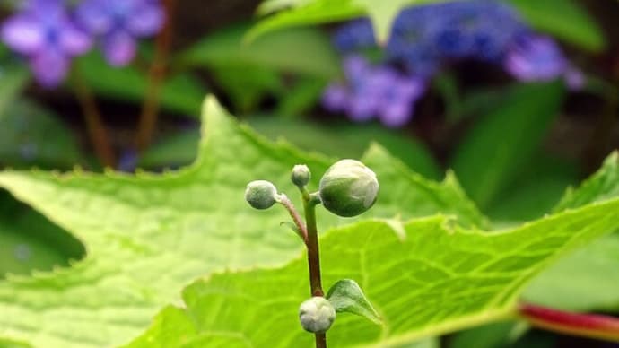 花咲く時を待つ草々 ～キレンゲショウマやら ウメバチソウやら ムカゴも見てね～