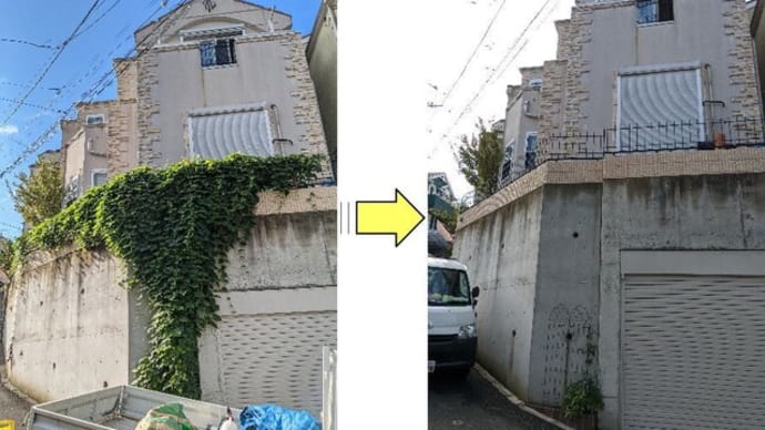 伸び放題となってしまった西洋朝顔撤去