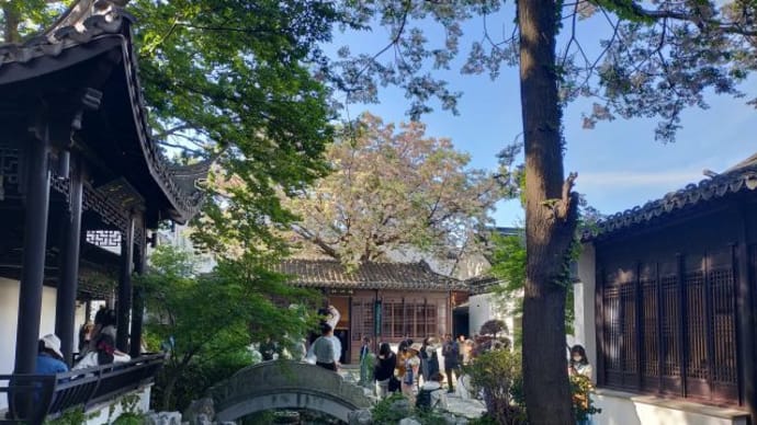 蘇州 道前街 西美巷 況公祠の楝樹(センダン)