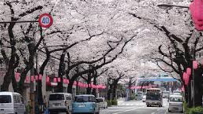 桜並木をお散歩。堂河内良二です。