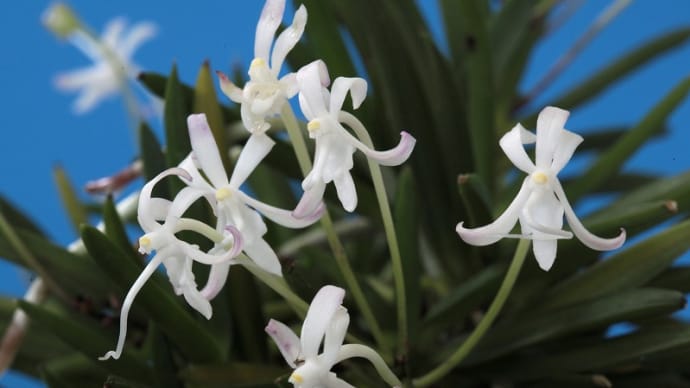 富貴蘭「天晶」の花(過去の画像倉庫から)
