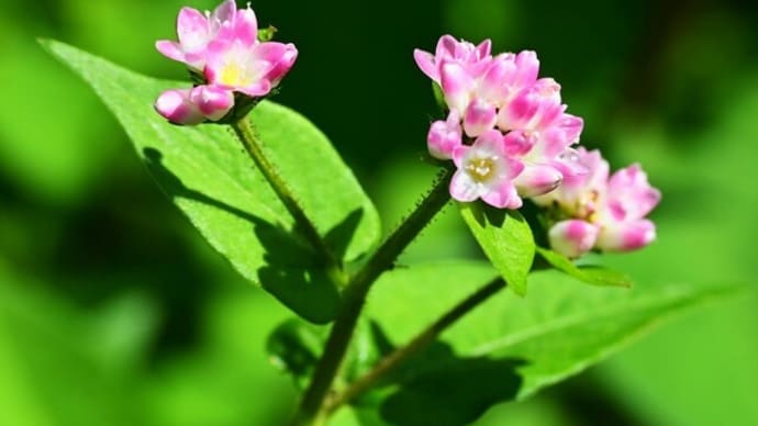 金平糖に似ている花