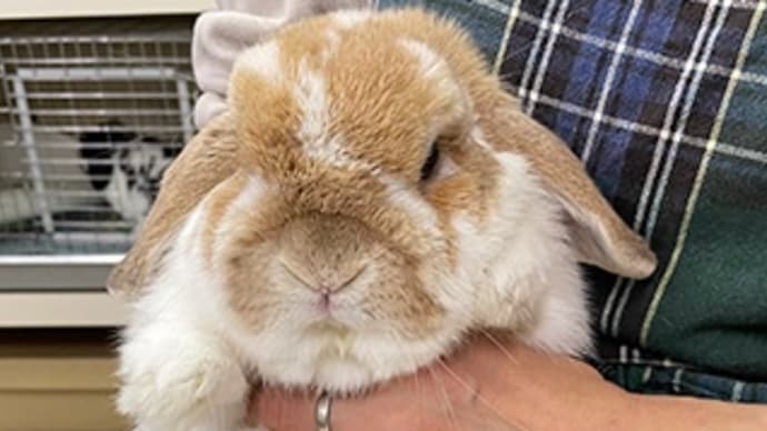 お客様のうさちゃん達☆2023年新春ホテルの巻〜その1〜