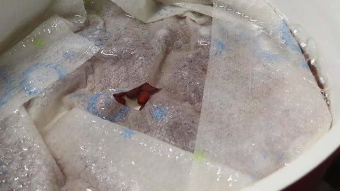 醤油おこわと母の日のプレゼント