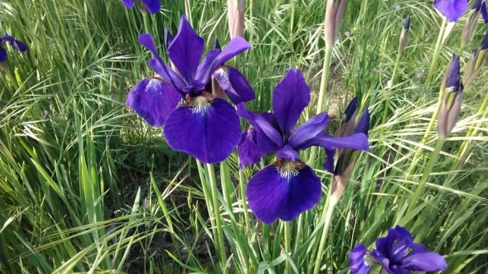 アヤメのお花が咲き始めました✨