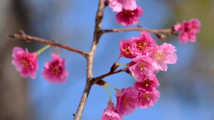鉢植えの桜「エレガンスみゆき」(2)1月から2月へ、