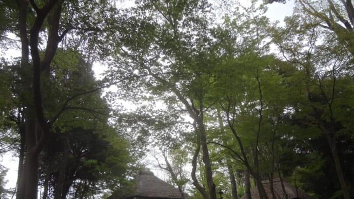 春散歩~蘆花恒春園~吉実園ニワトリ
