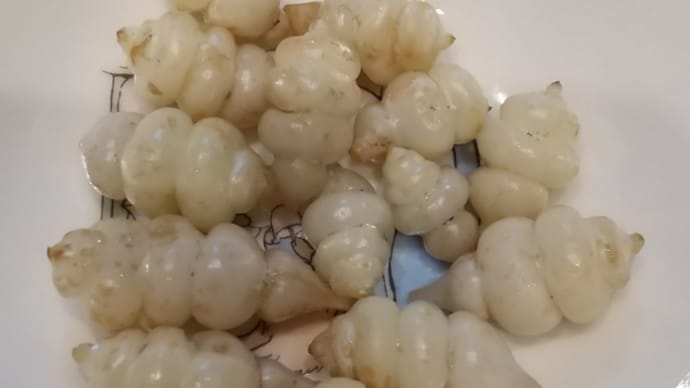 チョロギのクリーム煮