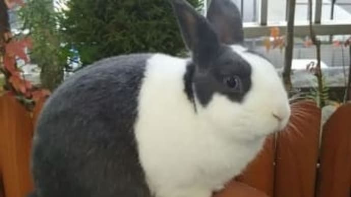 パンダウサギのうーさん🐰