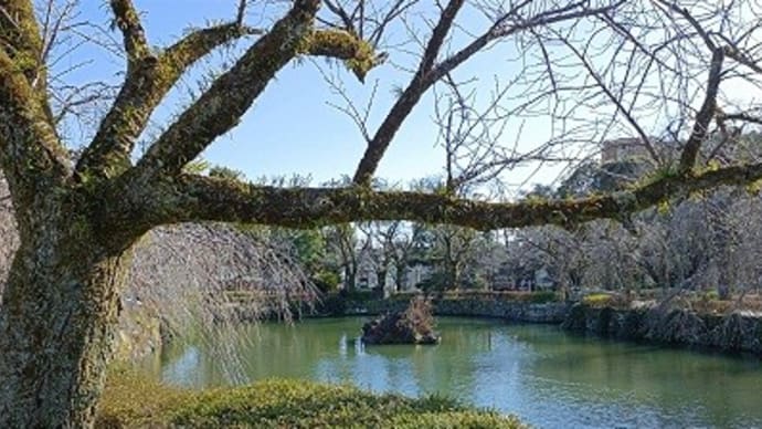 まだ桜咲く気がしない
