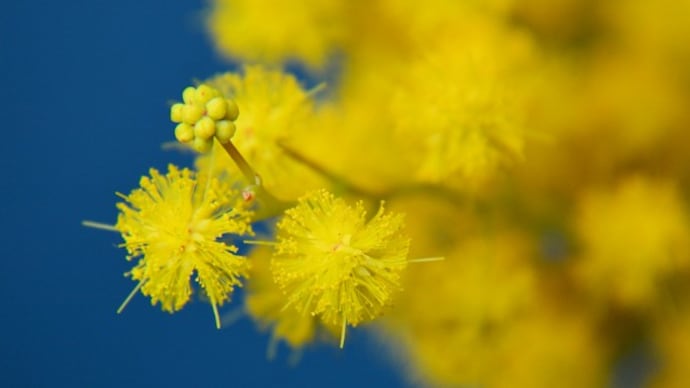 ミモザの花に接近