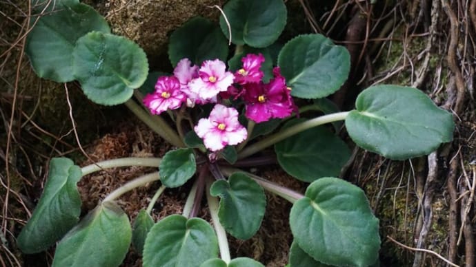 夢の島熱帯植物館の華花②