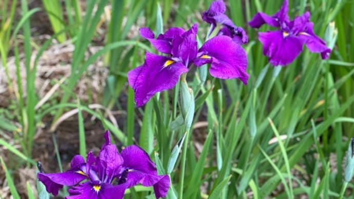 菖蒲