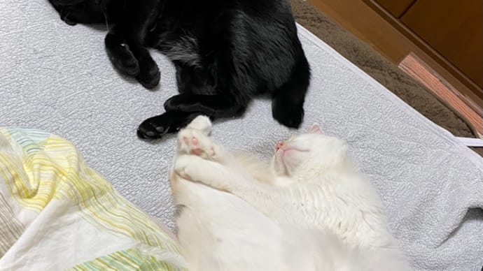 トノに片足くっつけて両足くっつけて、そこから両手は早いよヒメ!