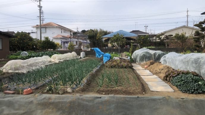 新春~菜園ライフ272