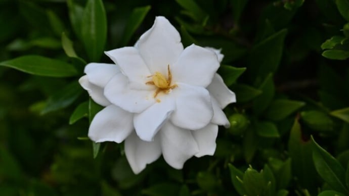 クチナシの花3種