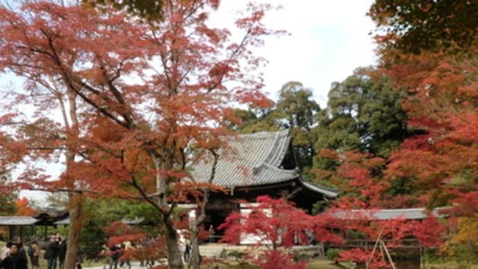 京都妖怪探訪（２３９）：2012年・高台寺の竜と紅葉（後編）
