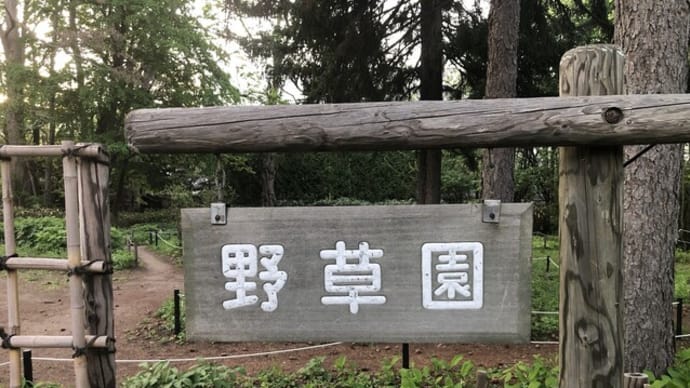 【札幌市豊平区 2025豊平公園の花】