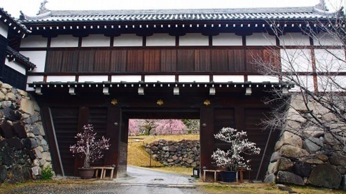 郡山城跡の梅