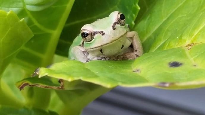 ケロたんと・・