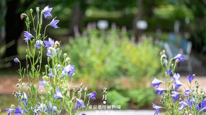 涼しげに文月の彩り。