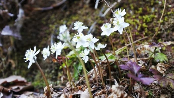 牧野博士の愛した花~バイカオウレン