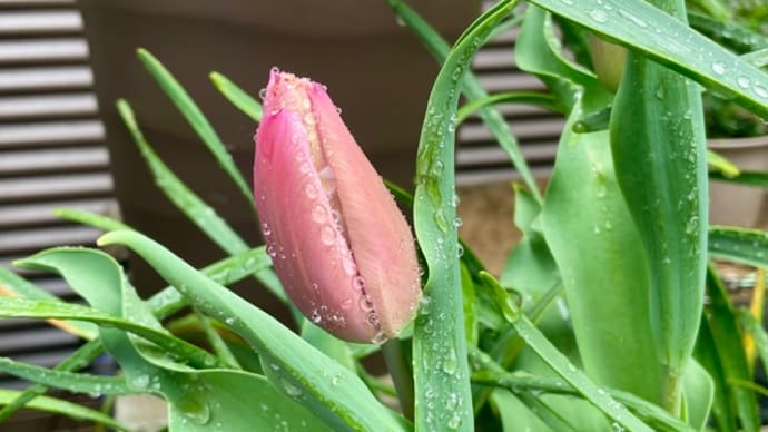 また君子蘭の花柄が出て来ちゃった