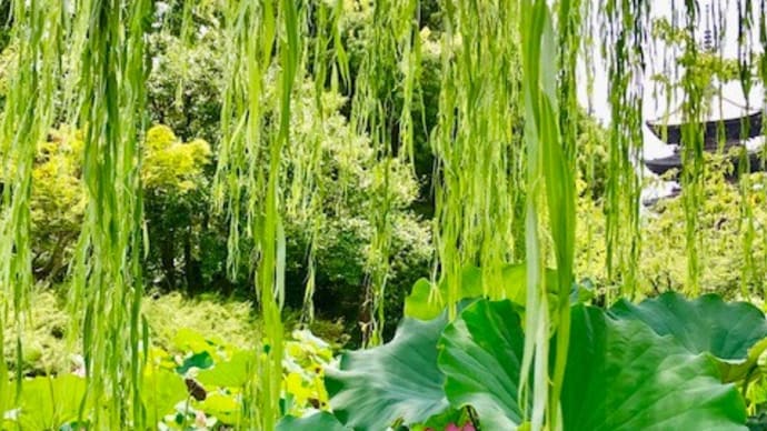 初夏の風物詩「蓮」と「柳」は、伽藍を彩る