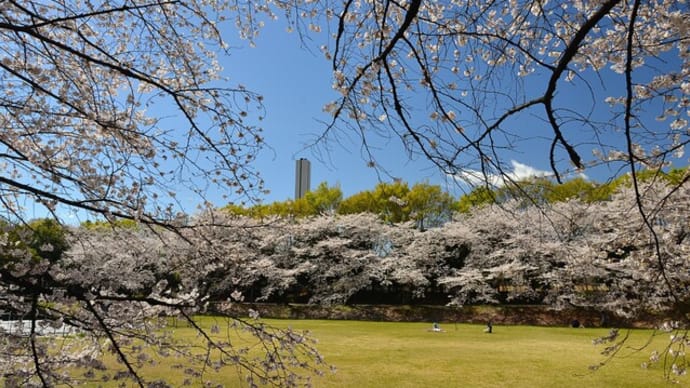 「深谷グリーンパーク」の 桜とチューリップ