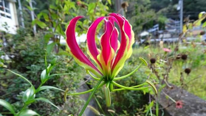 Gloriosa