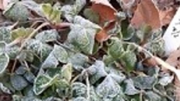 花壇の葉ボタンとアリッサムとサクラソウ「ウインティー」＊東南側の庭に霜がおりてたとですぅ・・・(・_・;)