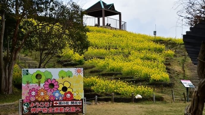 神戸総合運動公園 菜の花 ’21