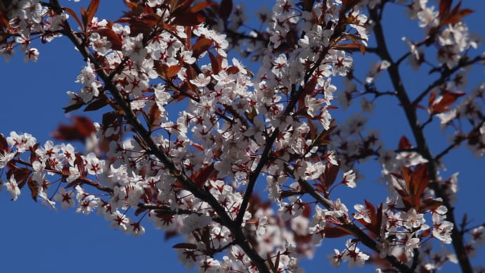 北海道の遅い春の桜12-1