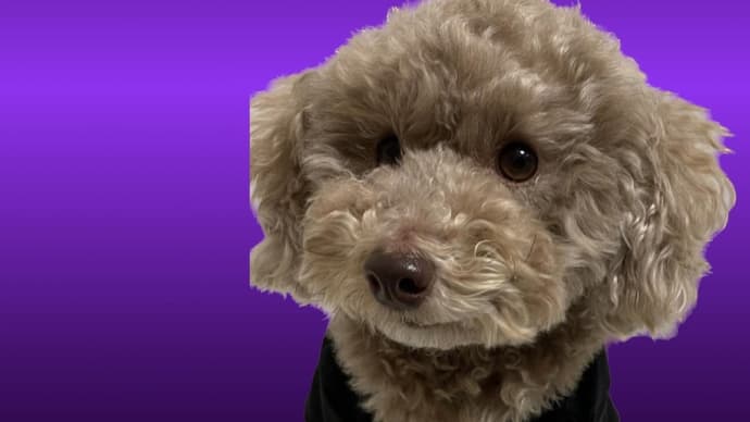 犬の石けんマイスター講座
