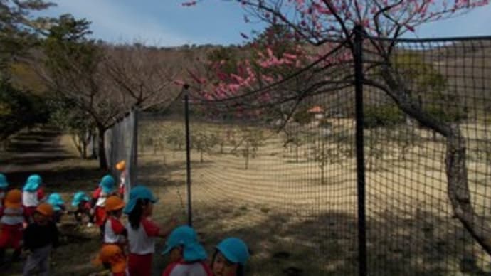桃の花が咲いたよ