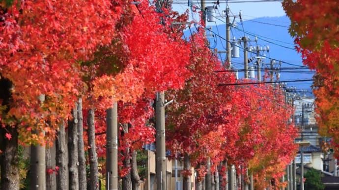 並木道 紅葉しました