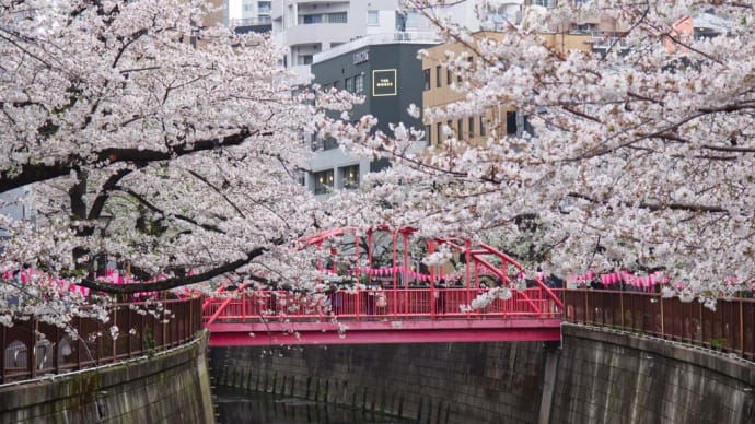 雨の中での目黒川の桜は週末の混雑に比べてほどよく空いていた