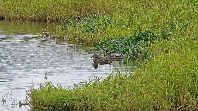 小湊大川のカモ類:警戒心の強いマガモ